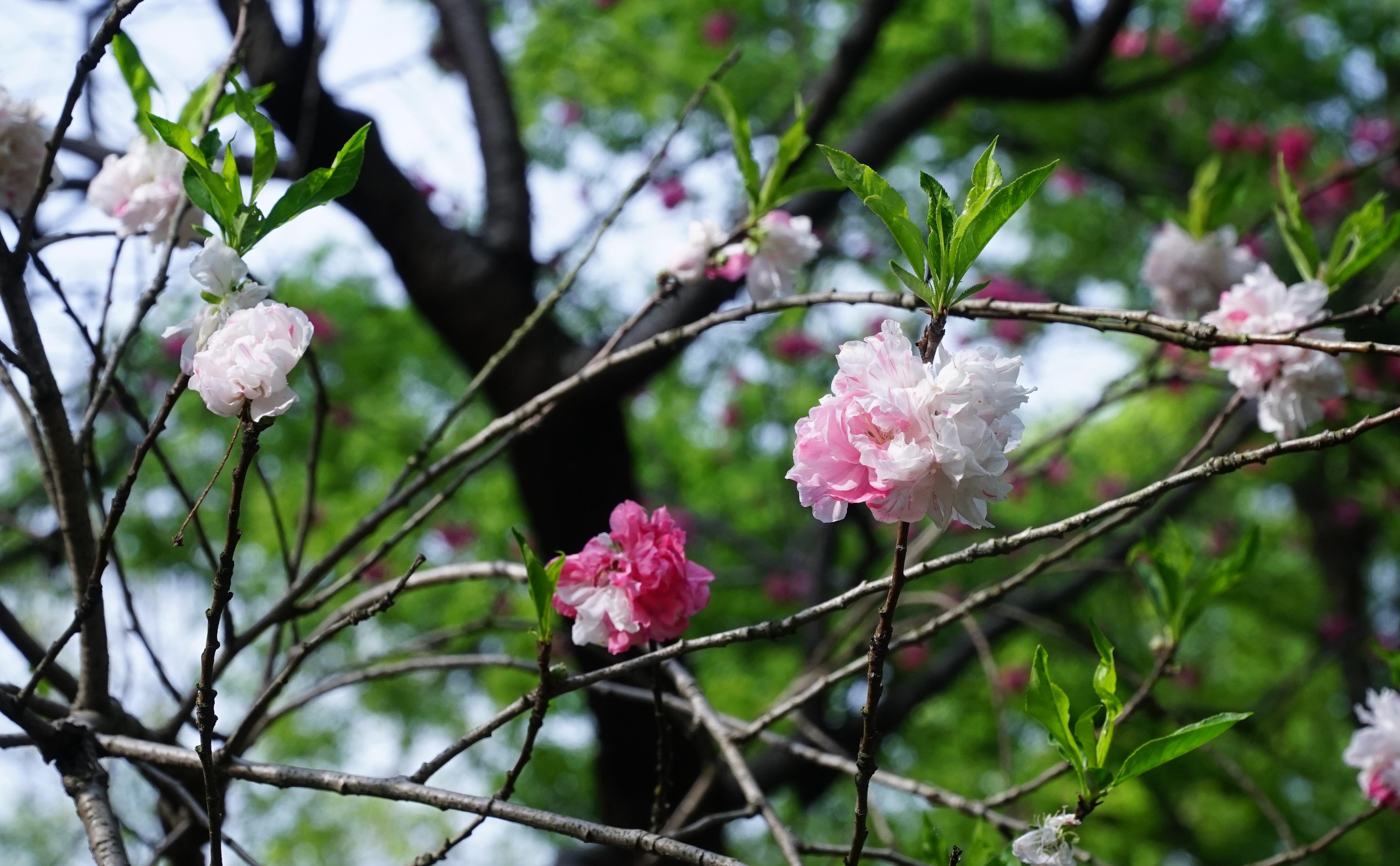 春暖花开，去南京人挤人